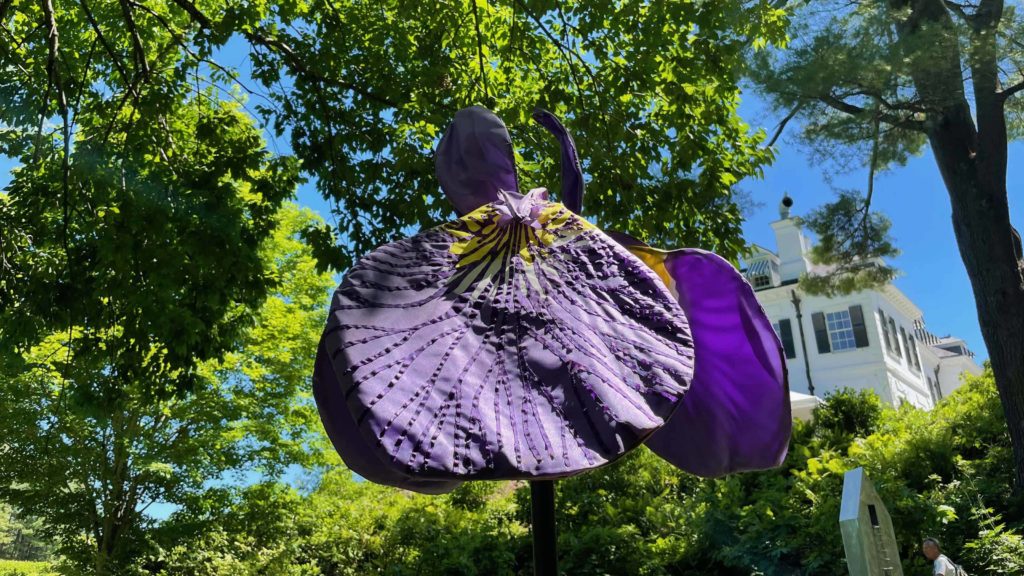 New York sculptor Daina Shobrys' Wild Irises add color to the gardens at the Mount.