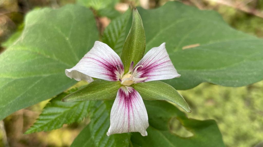 A two-tone trillium blooms on the Dome trail in Williamstown.