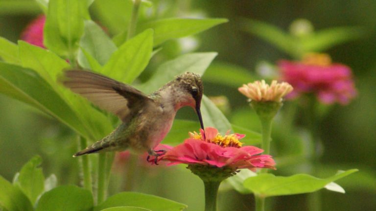 A hummingbird hovers over a zinnea. Creative Commons courtesy photo