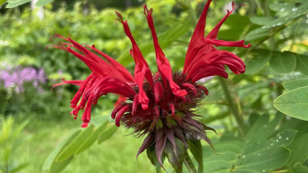 Bee balm opens rings of red petals in the meadow at Wing and a Prayer plant nursery in Cummington.