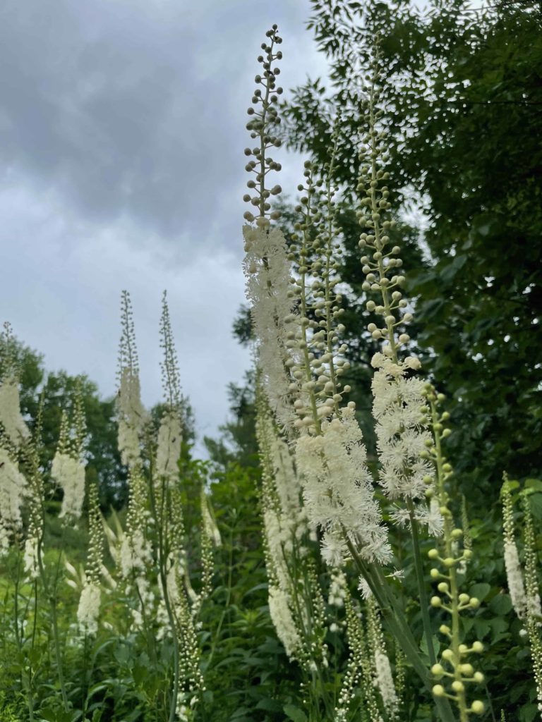 Black cohosh stands tall in pale plumes of flowers at Wing and a Prayer plant nursery in Cummington.