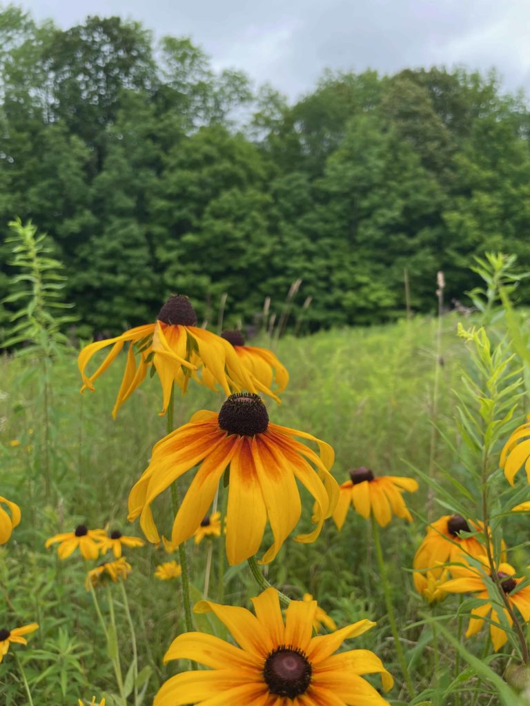 Black-eyed Susans open in bright yellows and oranges at Wing and a Prayer plant nursery in Cummington.