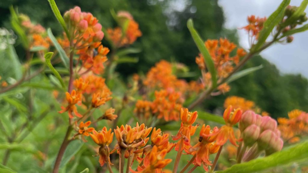 Butterfly weed shows brilliant orange in the meadow at Wing and a Prayer plant nursery in Cummington.