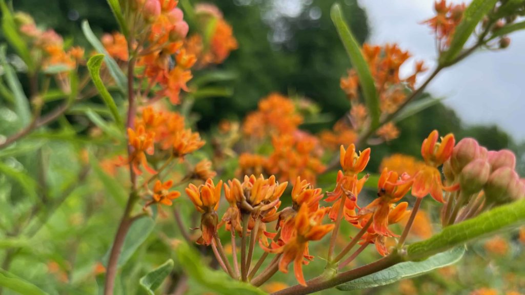 Butterfly weed shows brilliant orange in the meadow at Wing and a Prayer plant nursery in Cummington.