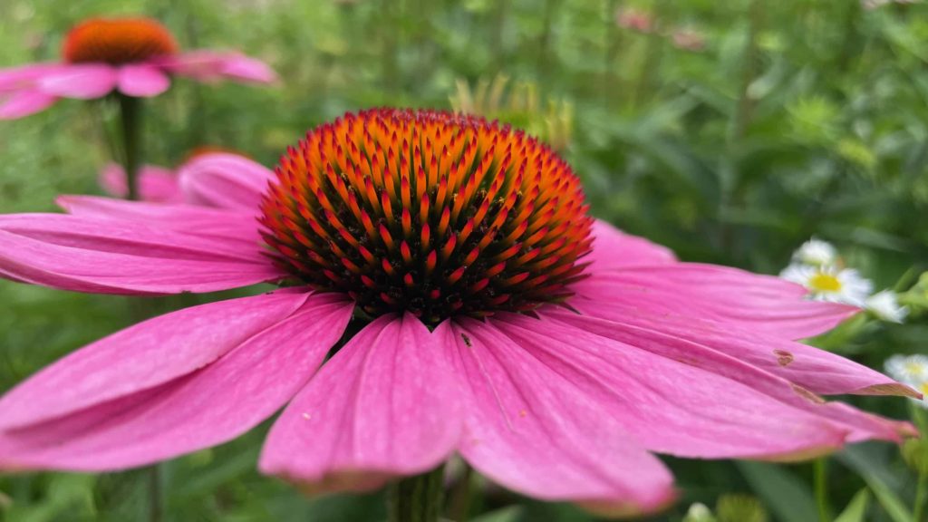 Cone flower blooms vivid pink, orange and amber in the meadow at Wing and a Prayer plant nursery in Cummington.