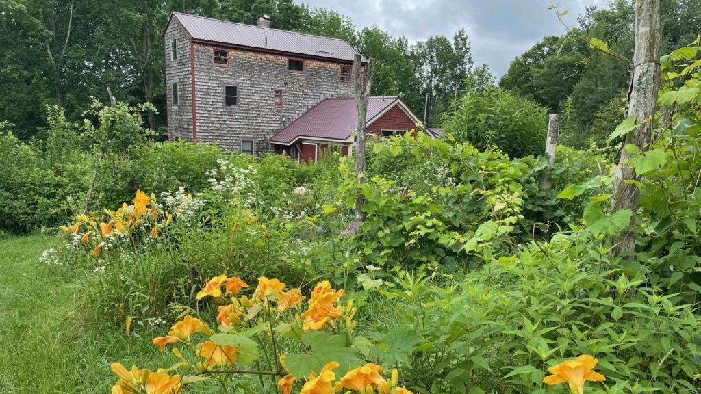 Amy Pulley grows native plants (and daylilies) on her homestead at Wing and a Prayer plant nursery in Cummington.