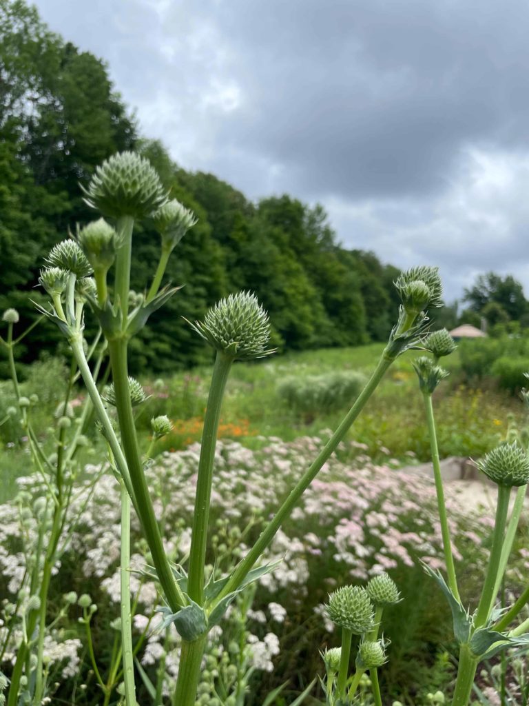 The spiky heads of Rattlesnake Master for a silvery green contrast in the sand garden at Wing and a Prayer plant nursery in Cummington.