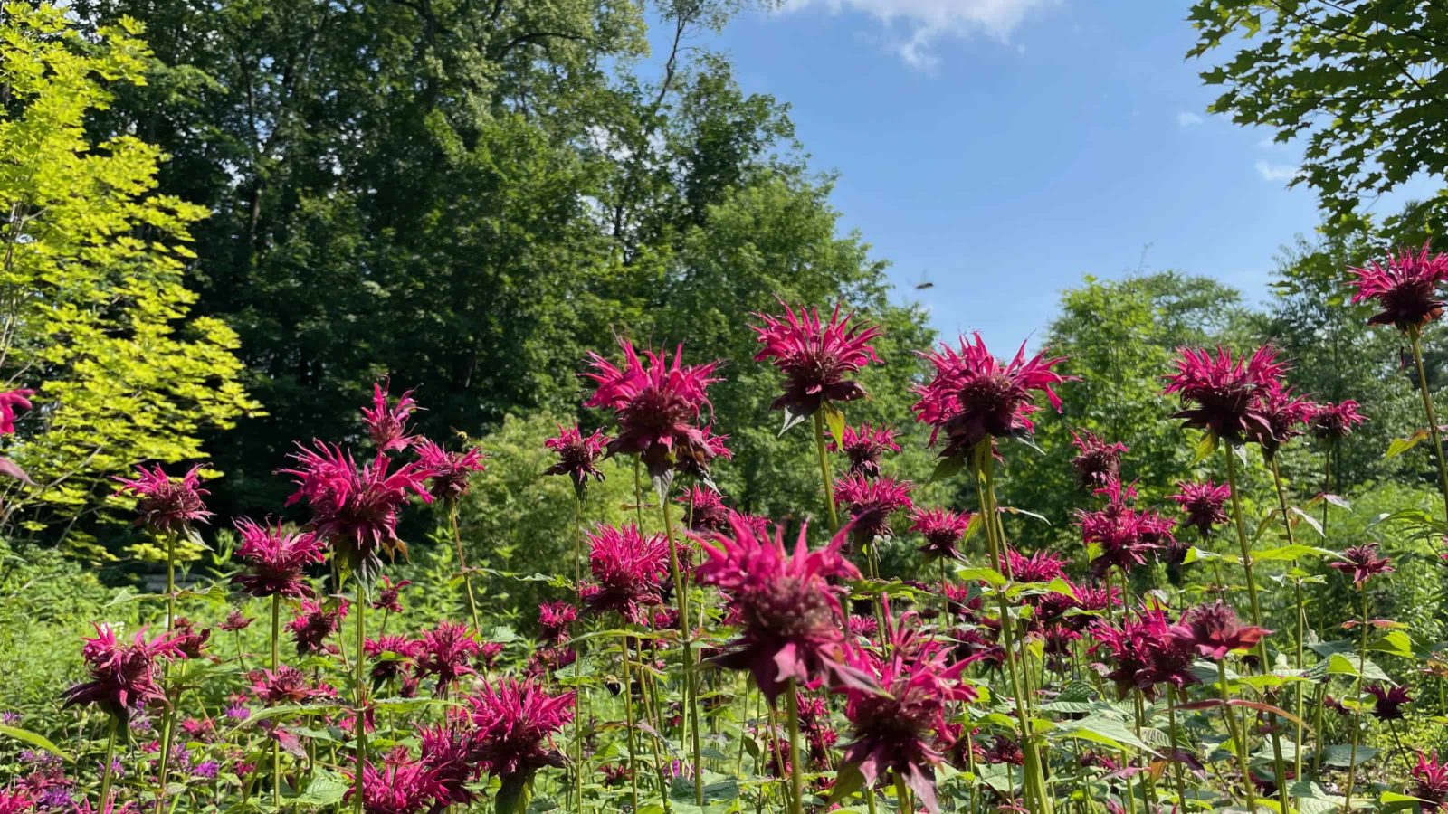 Bee balm blooms vivid purple-red along the wildflower trail above the Bennington Museum.