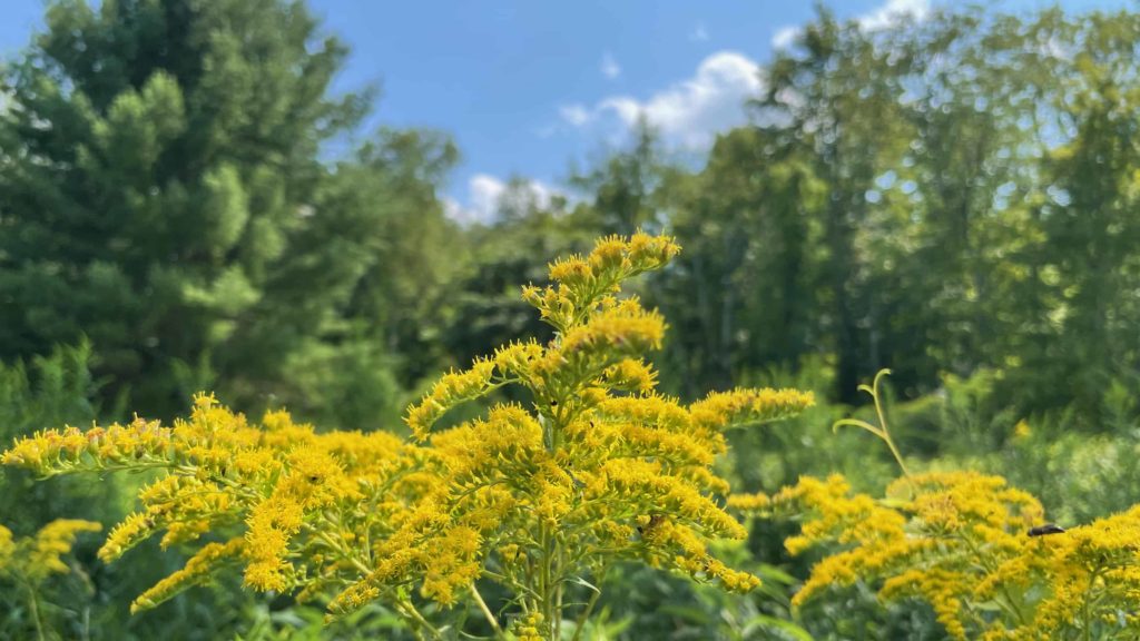 Goldenrod blooms at Thomas Palmer Brook Preserve in Great Barrington.