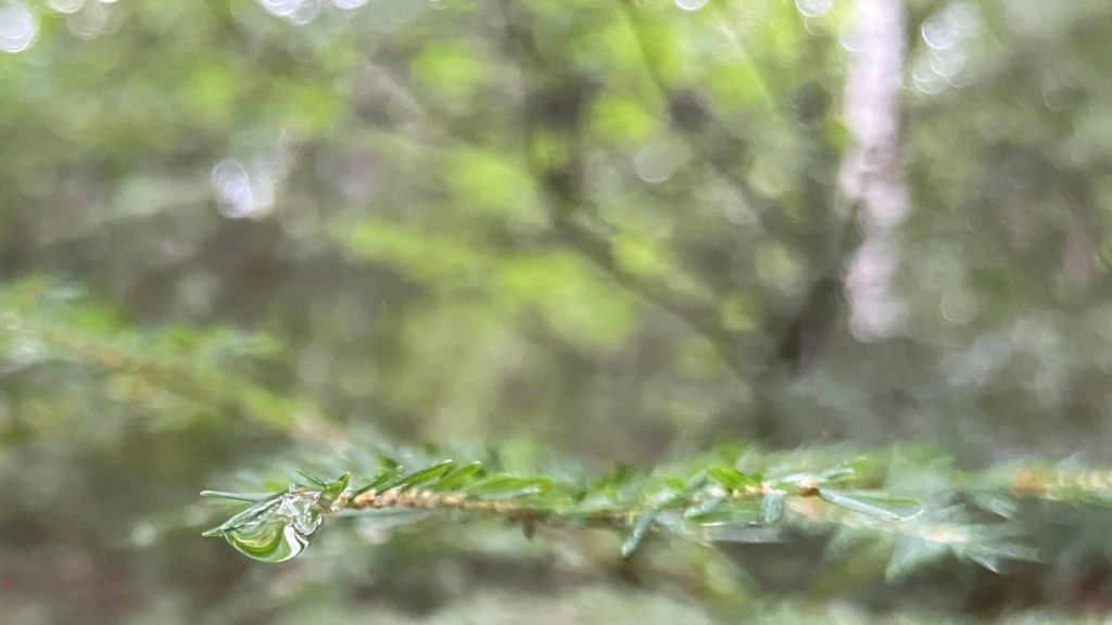 Young hemlock trees hold beads of water on a rainy day at the summit of Mount Greylock.