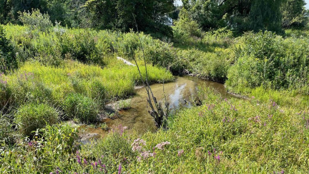 The stream runs through wildflowers and meadow at Thomas Palmer Brook Preserve in Great Barrington.