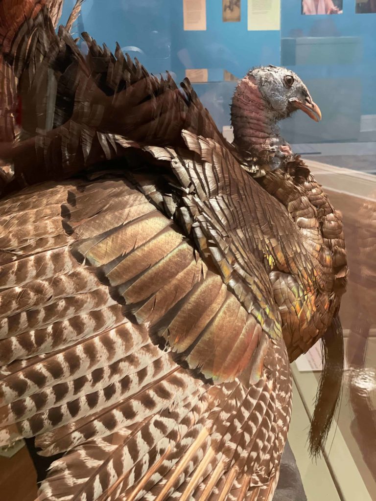 A tom turkey shows irridescent feathers in Mu-he-con-ne-ok, the Mohican people, people of the waters that are never still, an exhibit curated by Heather Breugl, director of cultural affairs for the Stockbridge Munsee community of the Mohican nation, at the Berkshire Museum.