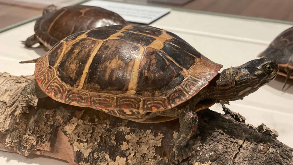A painted turtle rests on a log in Mu-he-con-ne-ok, the Mohican people, people of the waters that are never still, an exhibit curated by Heather Breugl, director of cultural affairs for the Stockbridge Munsee community of the Mohican nation, at the Berkshire Museum.