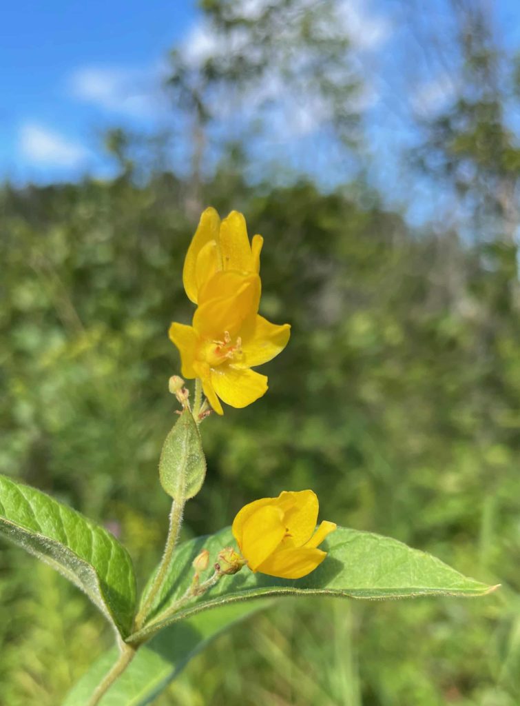 A cluster of yellow flowers open in August in the marsh around Jackson Pond at the foot of Yokun Ridge in Stockbridge.