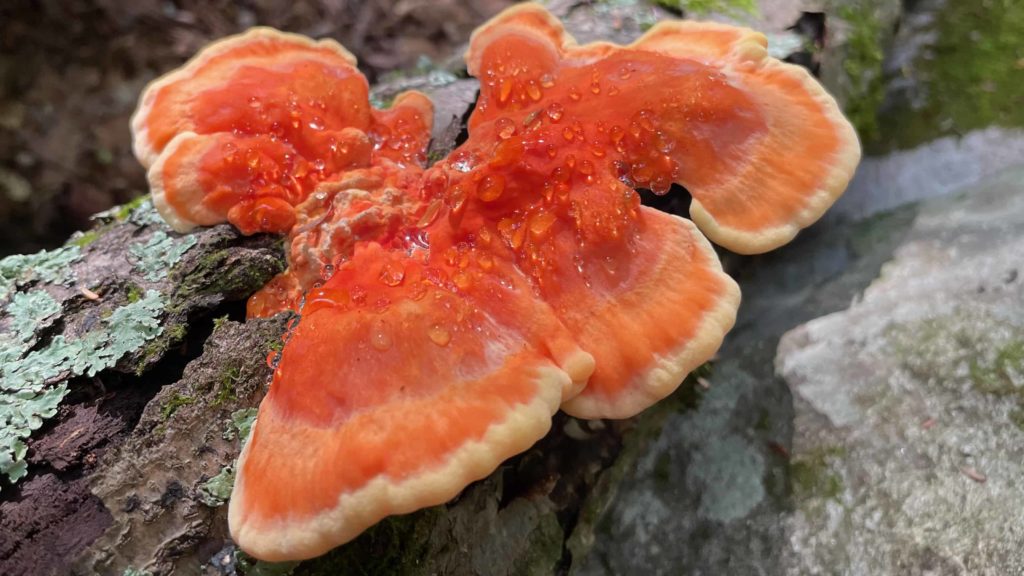 Chicken of the woods shows deep orange on a weathered log along Broad Brook.