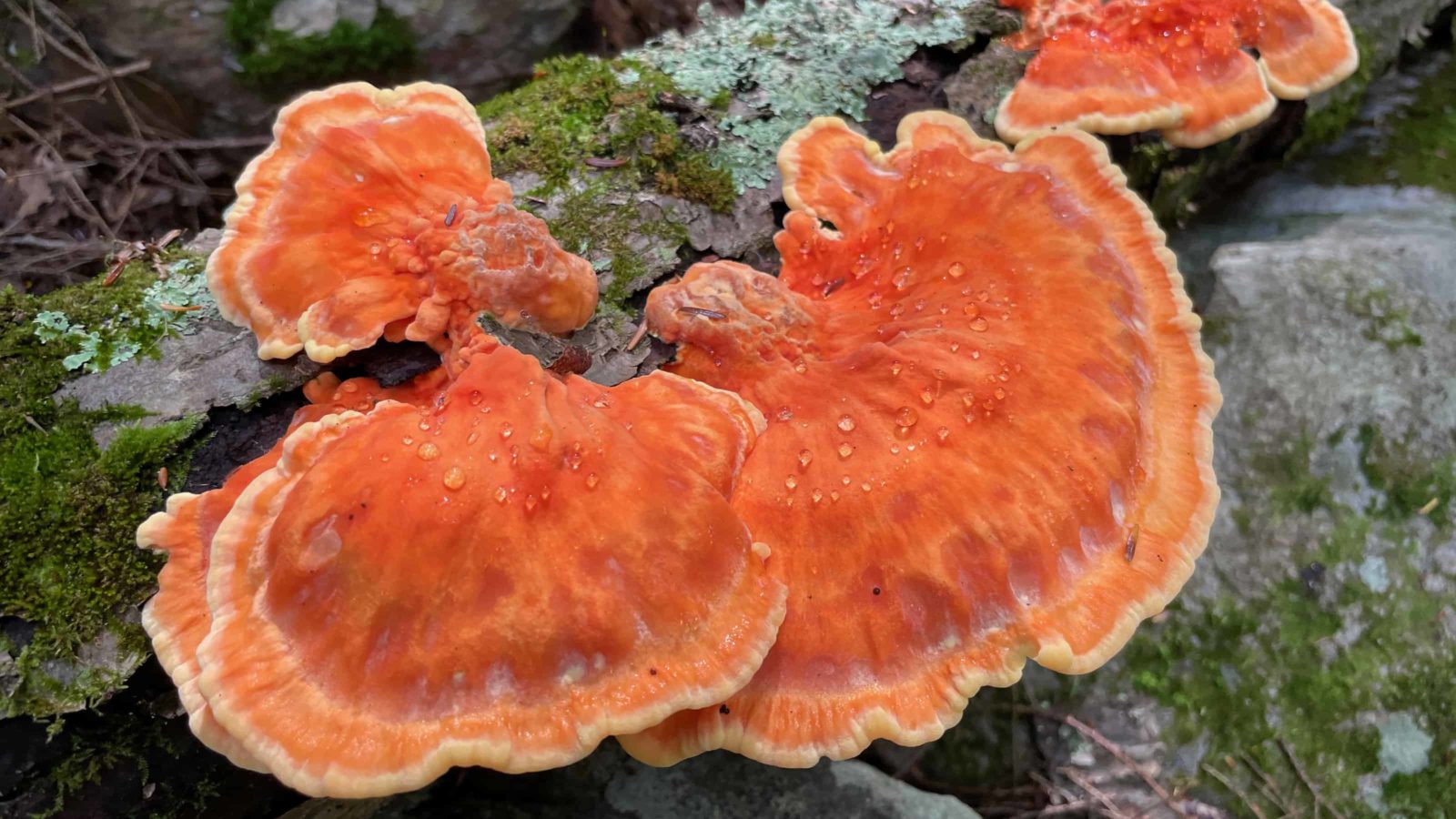 Chicken of the woods shows deep orange on a weathered log along Broad Brook.