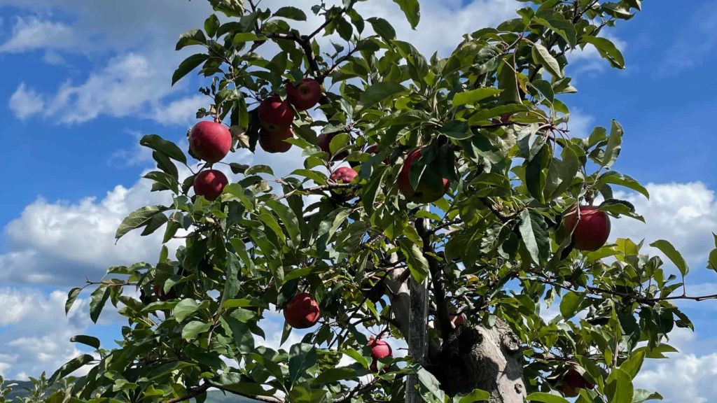 Cortland apples ripen on the tree at Lakeview Orchards in Lanesborough.
