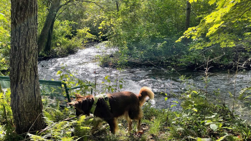 Kristen Tool's dog explores along the banks of the brook below Olsen Farm.