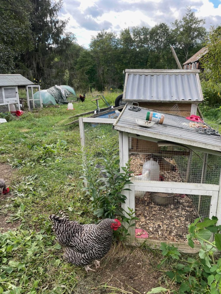 Chickens scratch in the grass around the coop at Olsen Farm in Lanesborough.