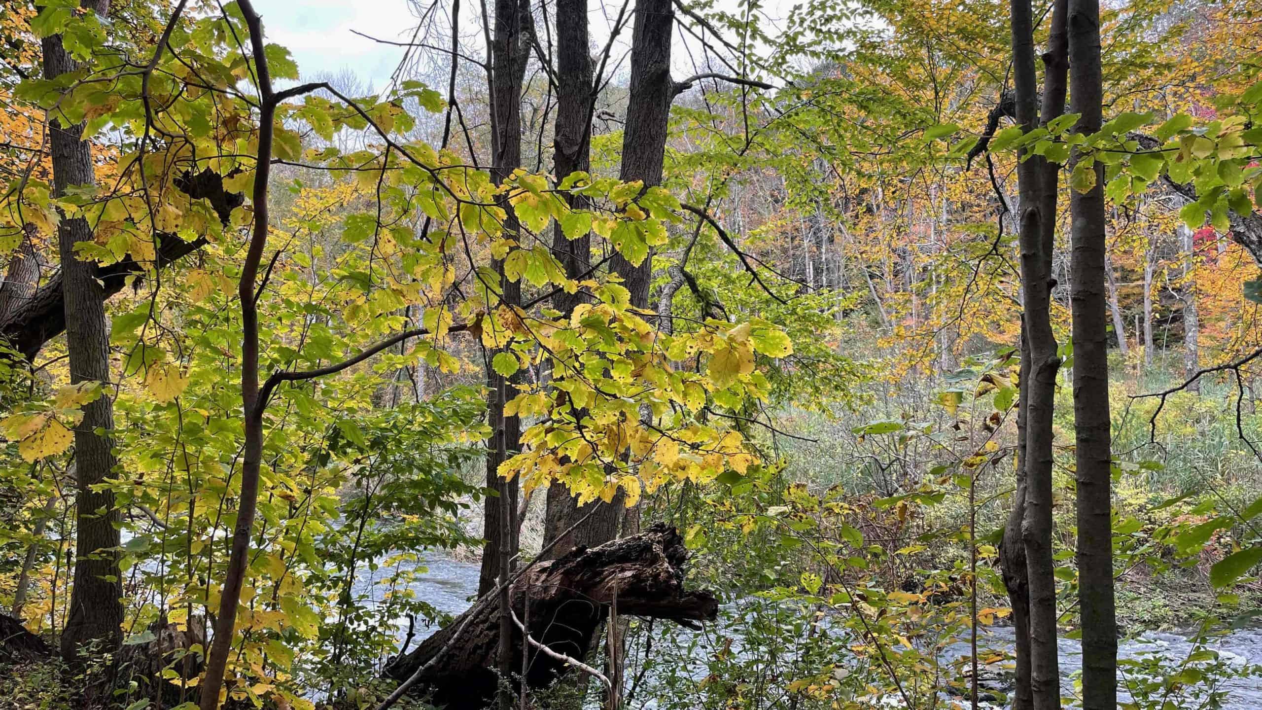 Fall color reflects on the river along the Housatonic Rail Trail.