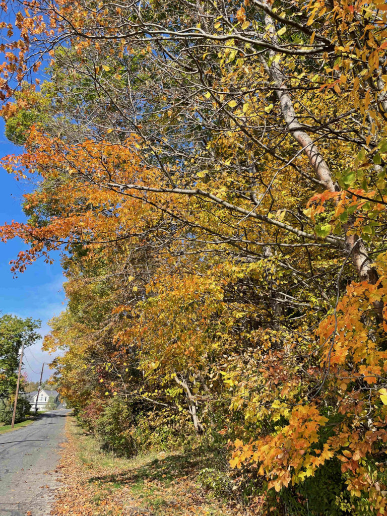 Maples turn orange and gold at the head of the Chestnut trail.
