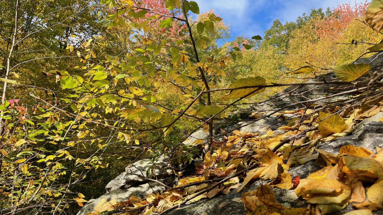 Maple and birch turn golden along an open rock face on the '98 Trail near the Chestnut trail.