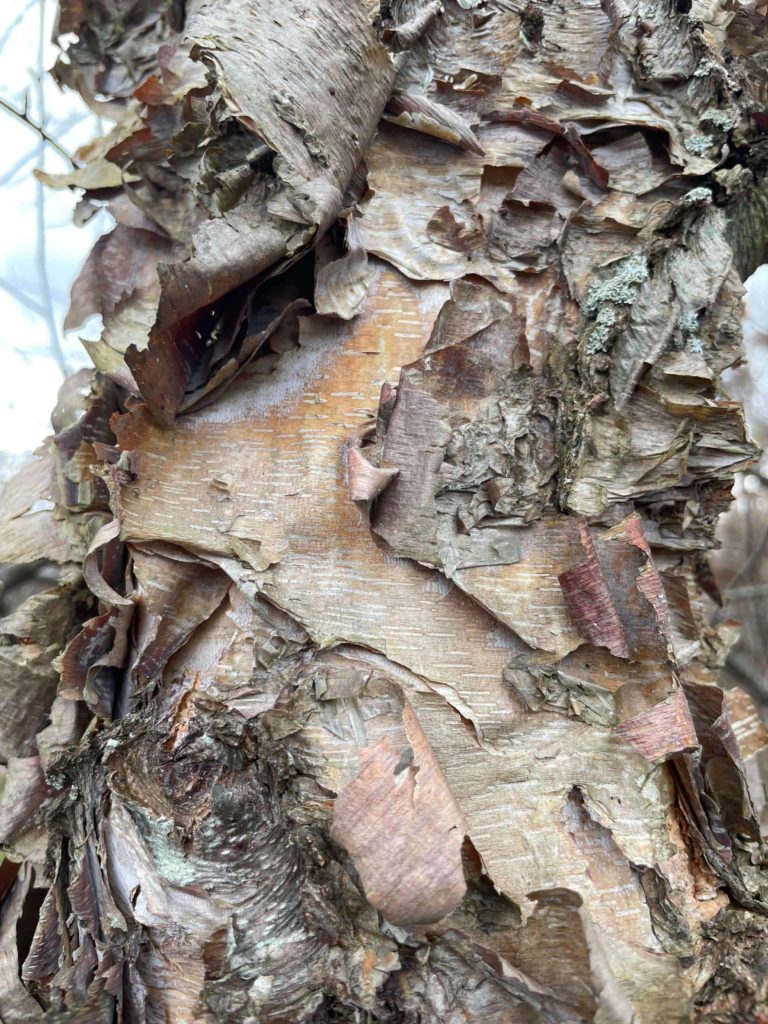 Tree bark shows startling textures at the Forge Project in the fall.