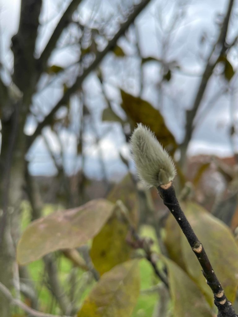 Pussy willow shows soft buds in the cold at the Forge Project.