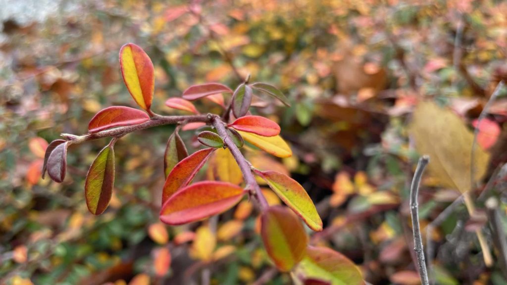 Shrubs turn orange and gold in the fall at the Forge Project.