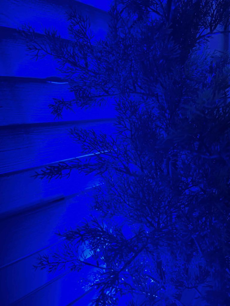 A connifer glimmers in dim blue light in Allison Maria Rodriguez' art installation 'all that moves.'