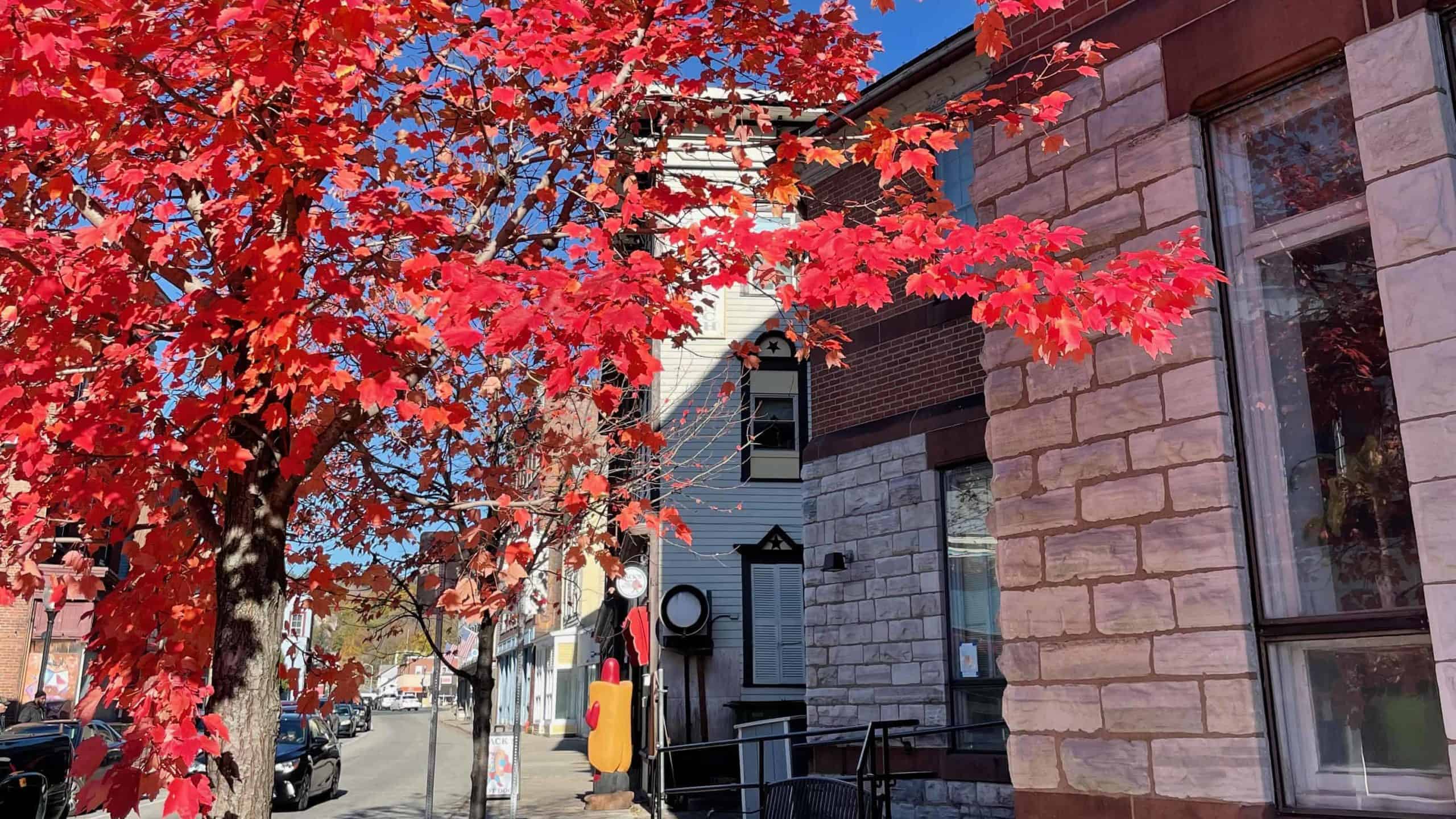 A late maple tree turns blazing red on Eagle Street in North Adams.