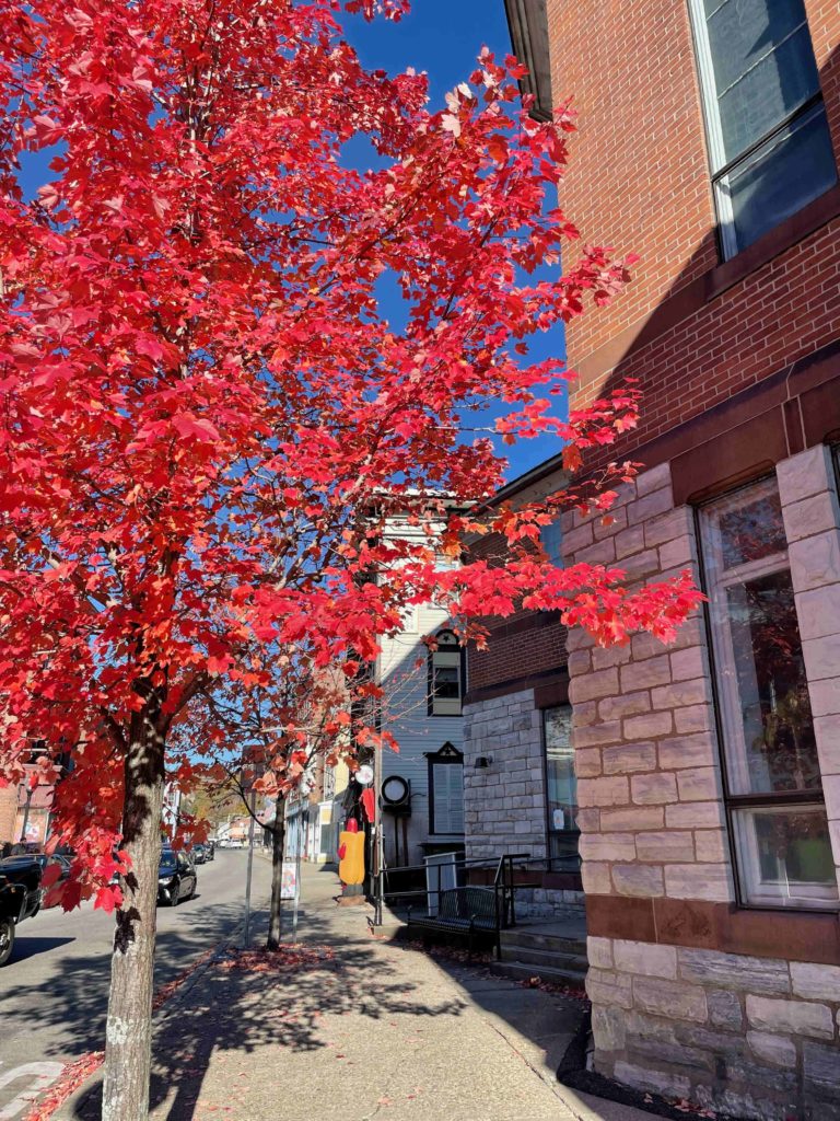 A late maple tree turns blazing red on Eagle Street in North Adams.