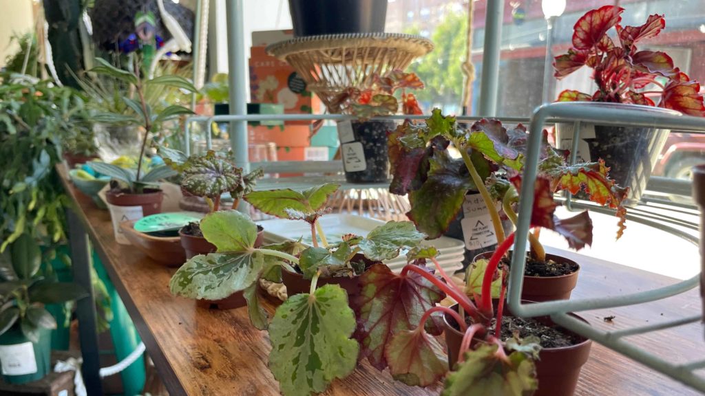 Young succulents and begonais sit in a sunny window at the Plant connector on Eagle Street in North Adams.