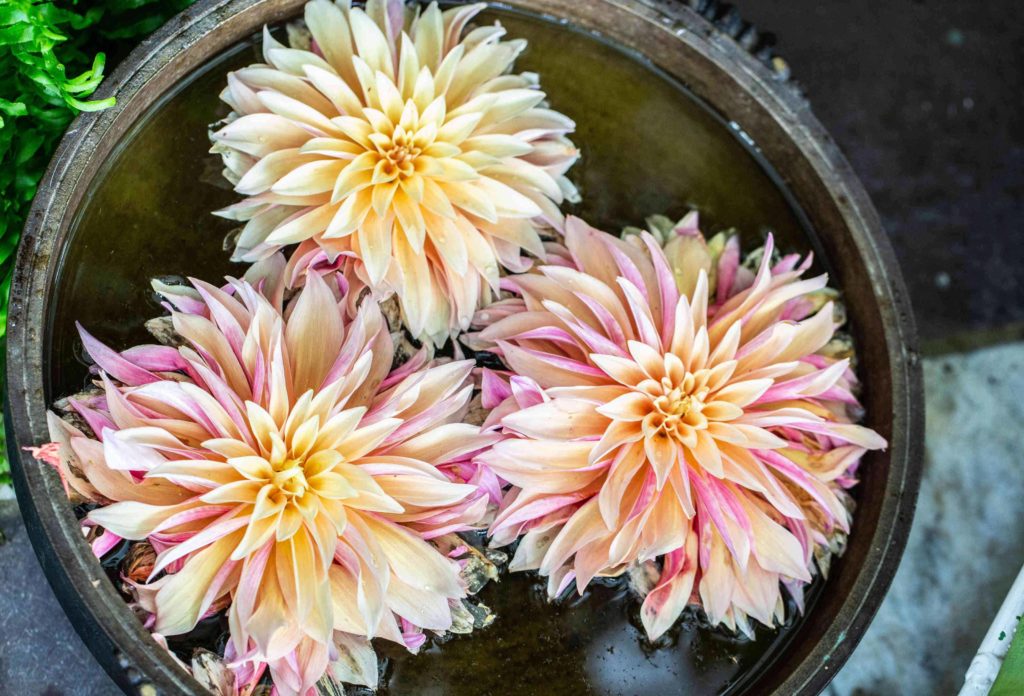 Water lilies float in a stone bowl in Sustenance in Rites of Passage.