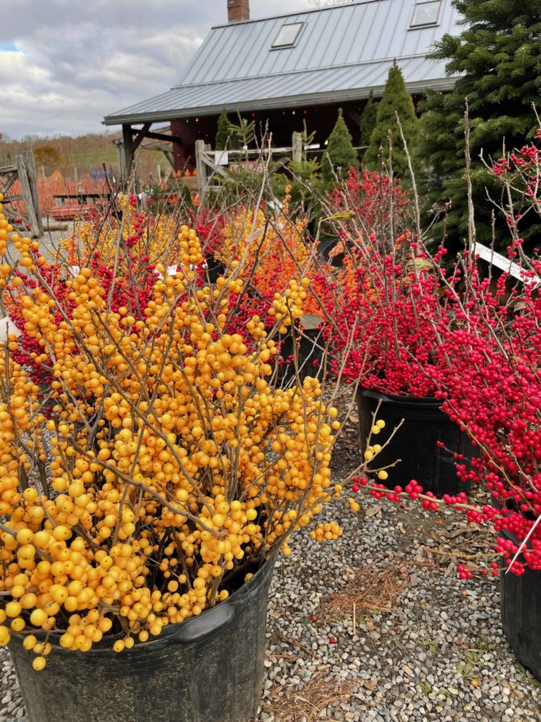 Winterberry bushes in pots sit dense with red and yellow berries outside Windy Hill in Stockbridge.