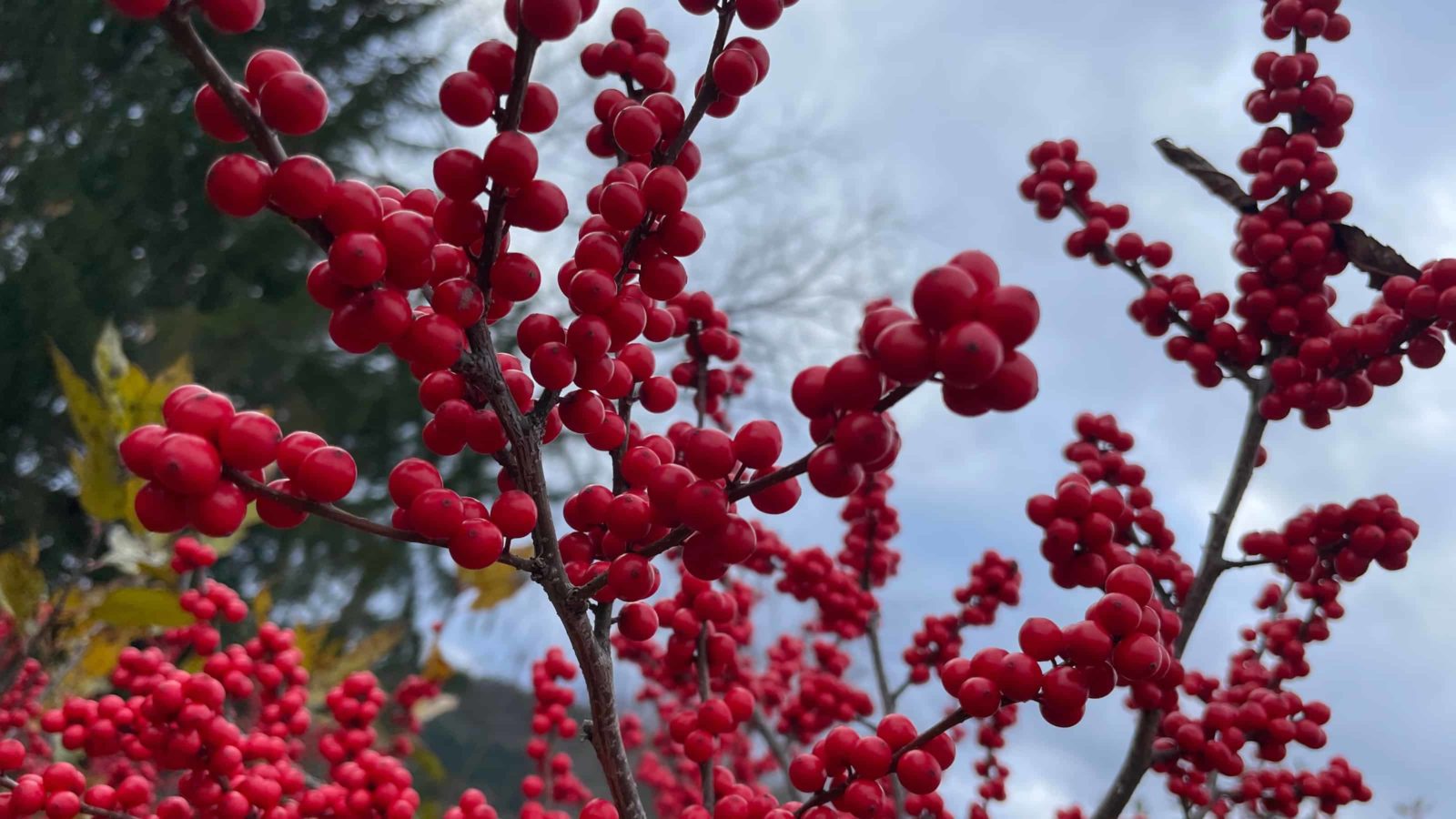 Winterberry bushes are dense with red berries in the fields at Windy Hill in Stockbridge.