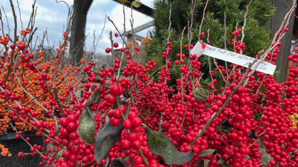 Winterberry bushes are dense with red berries at Windy Hill in Stockbridge.