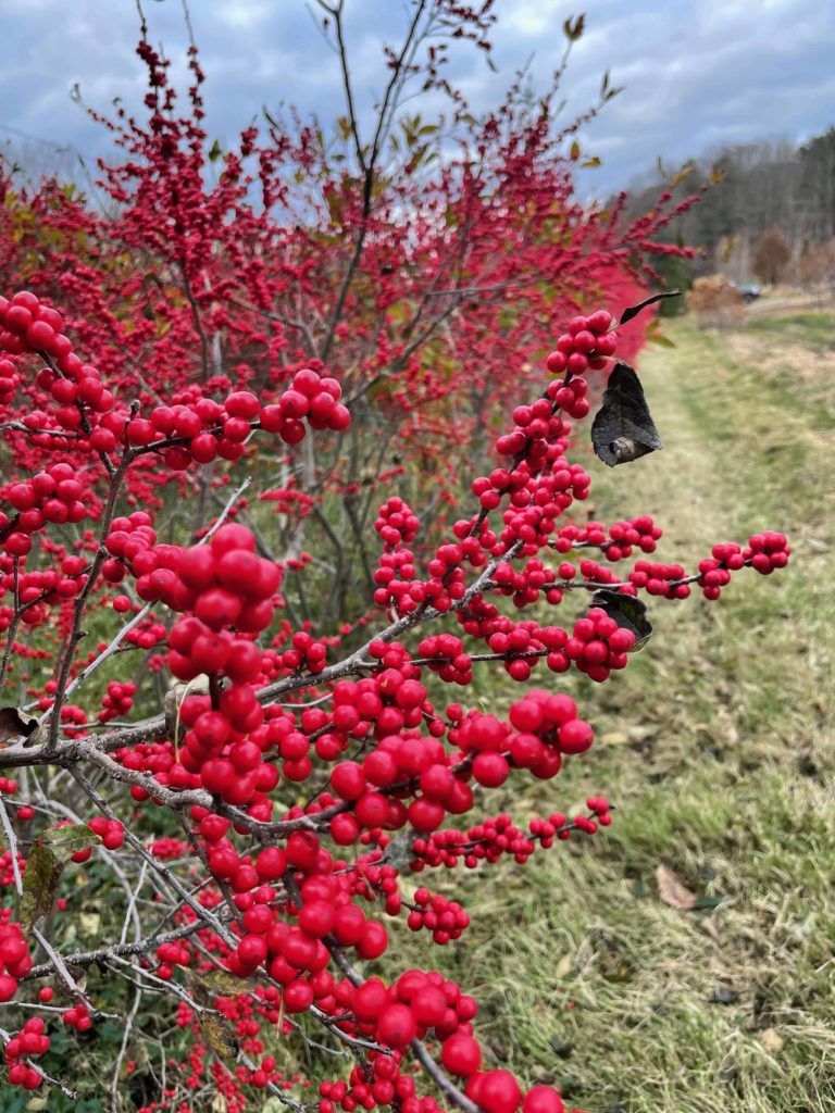 Winterberry bushes are dense with red berries in the fields at Windy Hill in Stockbridge.