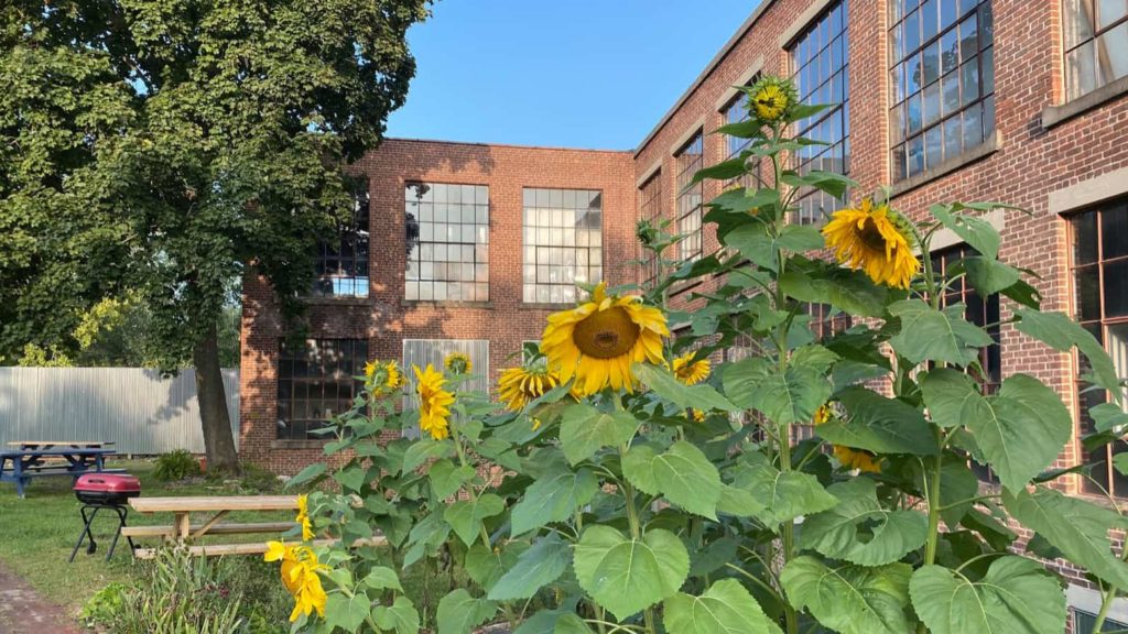 Sunflowers bloom outside the Sage Street Mill in North Bennington.