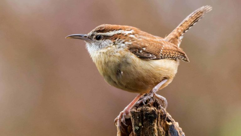 A Carolina Wren perches on a weathered branch. Public Domain image from Shenandoah National Park.