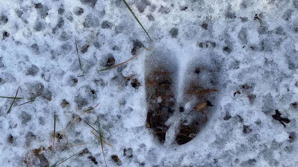 A deer track shows clear in frozen snow.