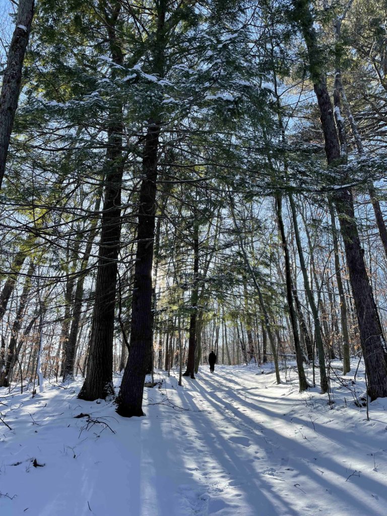Hemlocks hold snow in their branches in Hopkins forest on a winter day.