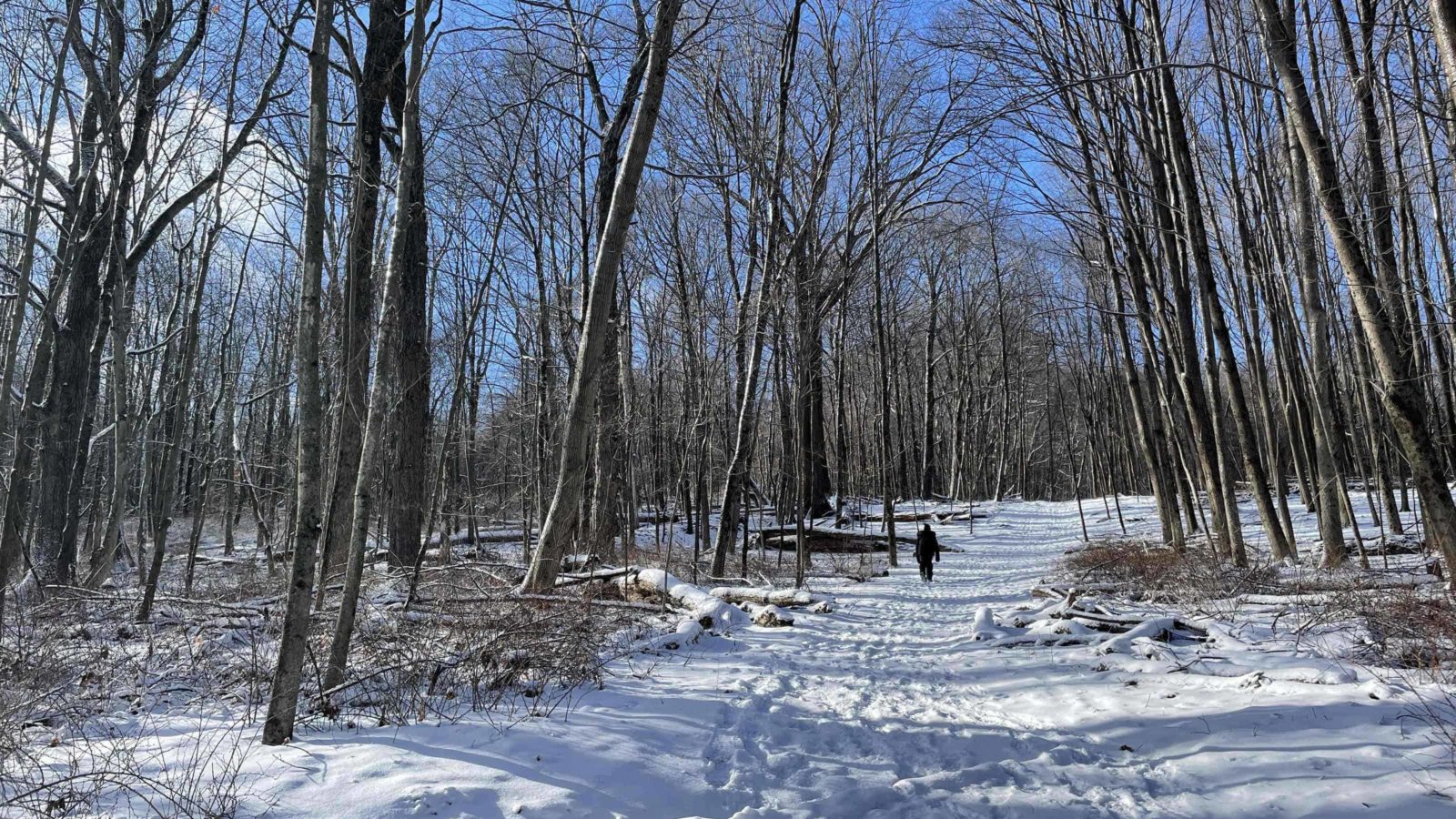 The loop trail gleams in the snow in Hopkins forest on a winter day.