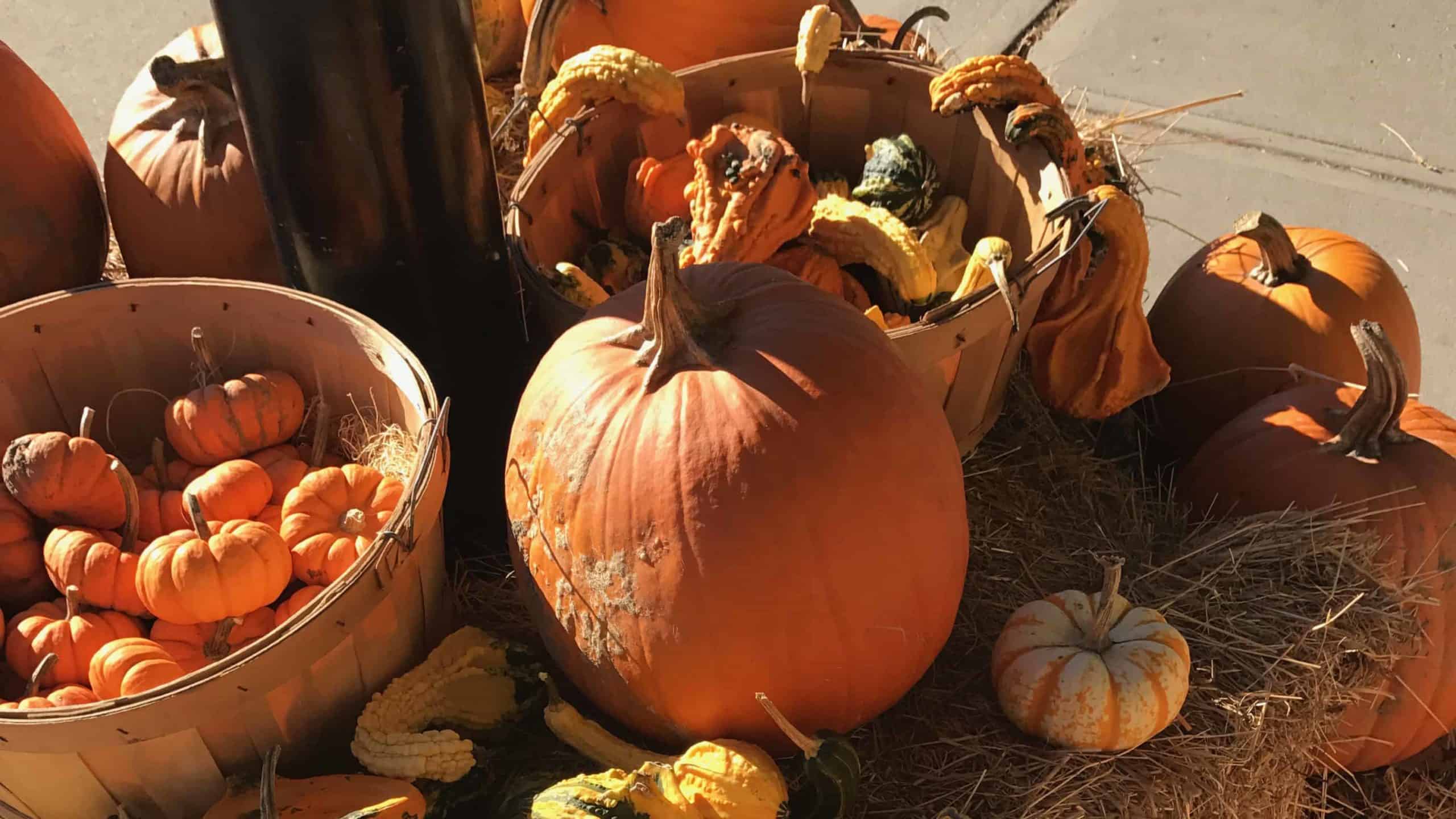 Pumpkins and gourds at Wild Oats Co-op Market in Williamstown.