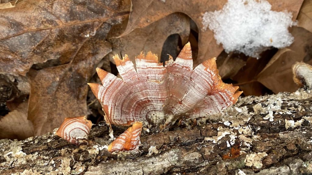 Turkey feather mushrooms show bright against a log on a winter day.