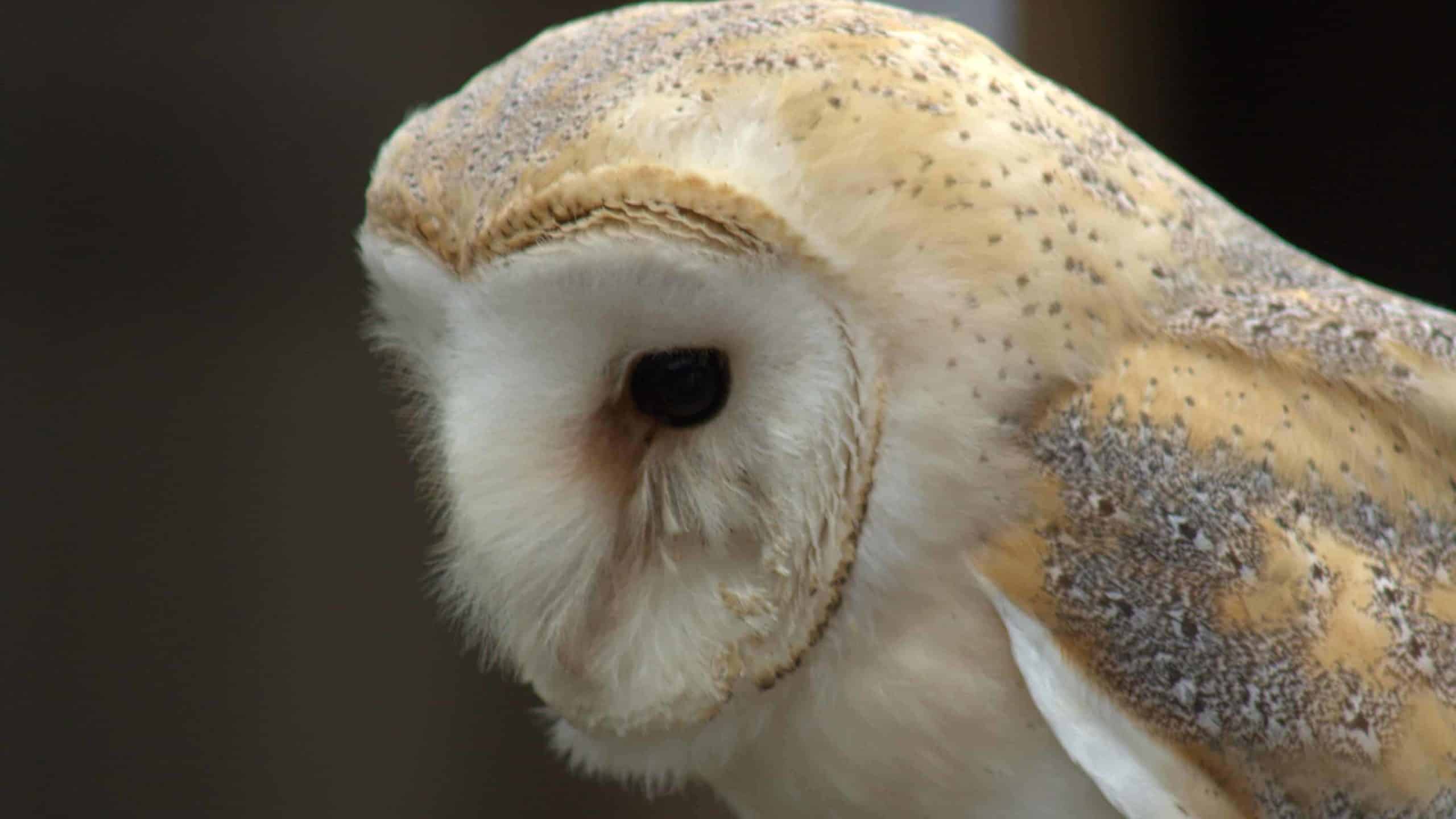 A barn owl looks out in profile, with buff and cream feathers and dark eyes.