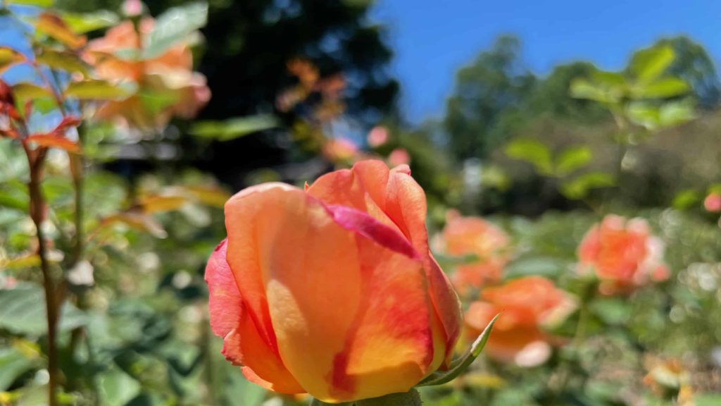 Roses bloom in vivd shades of orange, yellow and pink, las bright as ripe peaches, at the Berkshire Botanical Garden.