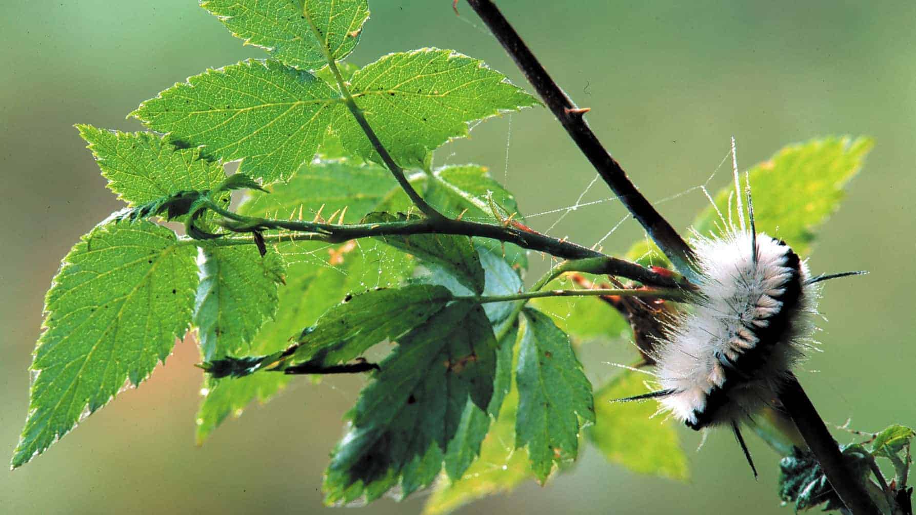 A black and white fuzzy caterpillar climbs a stem at Bartholomew's Cobble. Press photo courtesy of Trustees of Reservations.