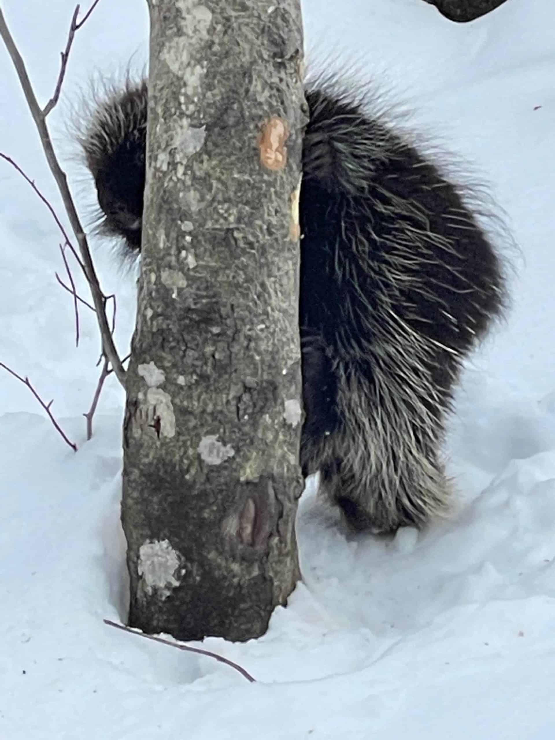 A porcupine climbs down a young tree near the brook at Field Farm in Williamstown.