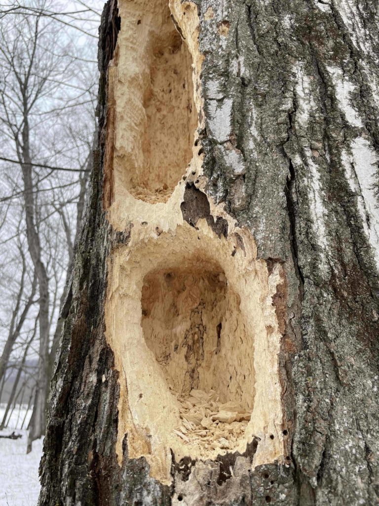 Some local resident — a pileaged woodpecker maybe? — is carving hollows in an old tree beside the field at Field Farm in Williamstown.